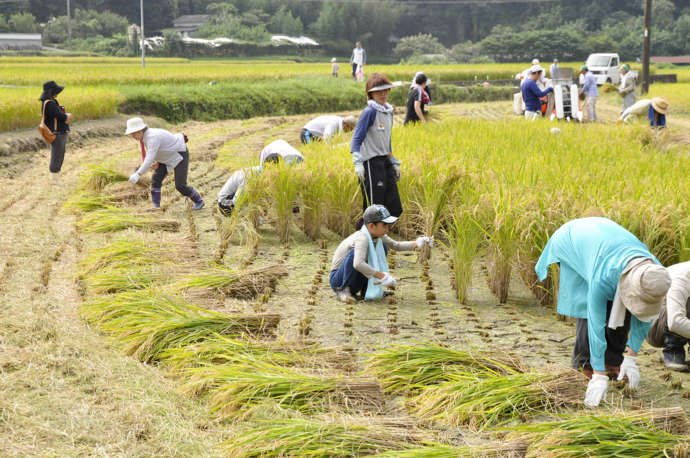 矢掛町で開催する農業体験イベントに参加した人々