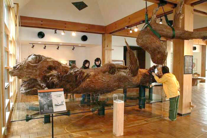 屋久杉自然館に展示されている縄文杉「いのちの枝」