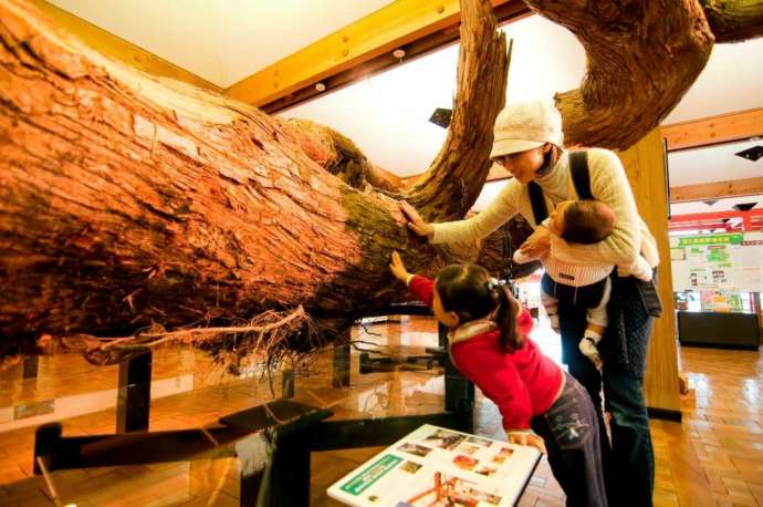 屋久杉自然館の縄文杉「いのちの枝」に触れるファミリー