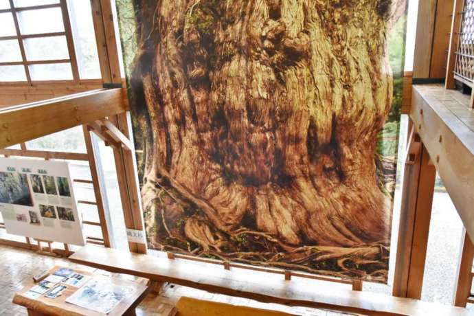 屋久杉自然館にある縄文杉実寸大タペストリーを上から見た写真