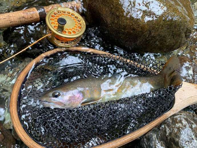 「ヤマニーカワニー」の渓流釣りガイドツアーで狙える天然魚（その4）