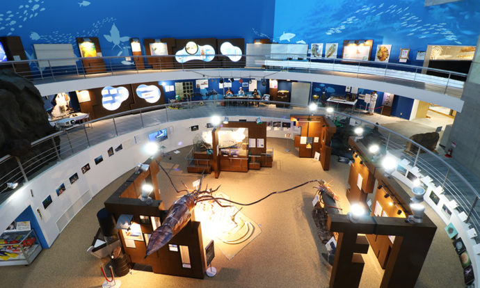 鯨と海の科学館の内観