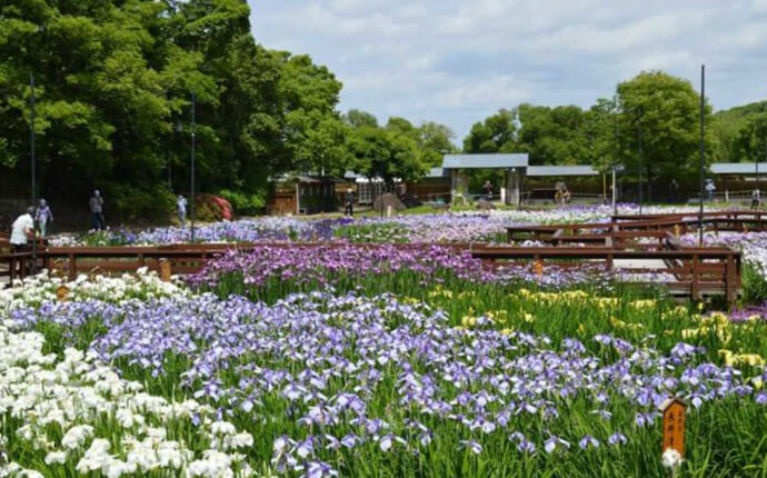 大阪】たくさんのお花が咲く枚方市の山田池公園で豊かな自然に癒されるデートプラン