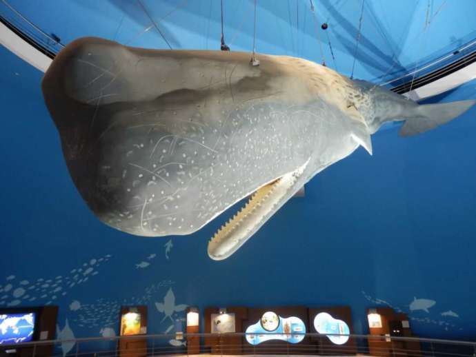 鯨と海の科学館の展示