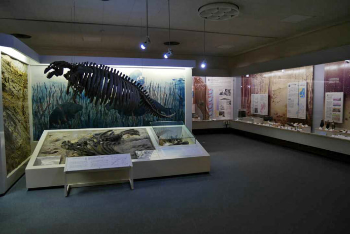 山形県立博物館のヤマガタダイカイギュウの展示