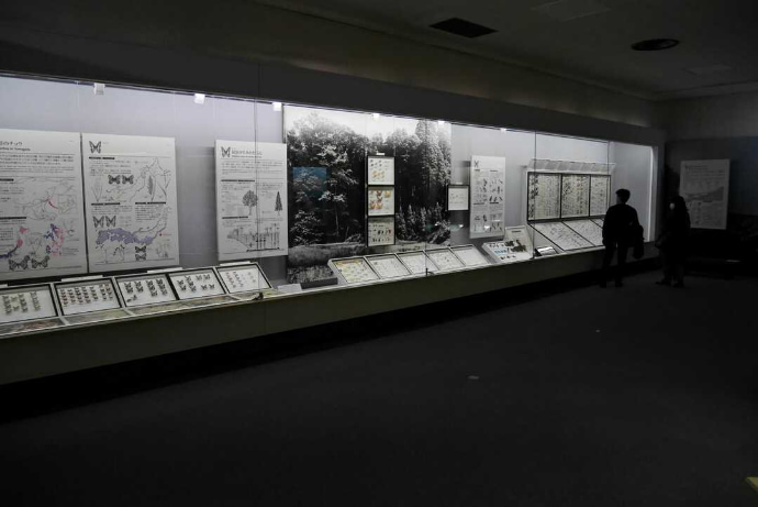 山形県立博物館の昆虫展示