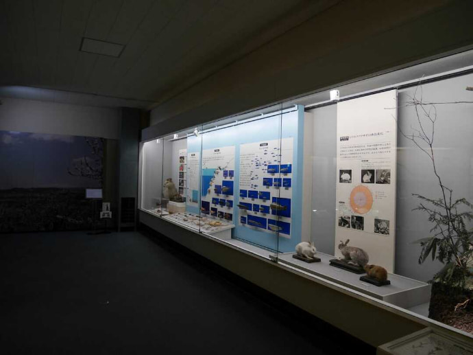 山形県立博物館の動物展示