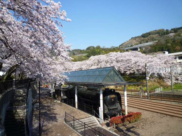 山北鉄道公園に展示されている蒸気機関車と、桜並木の競演