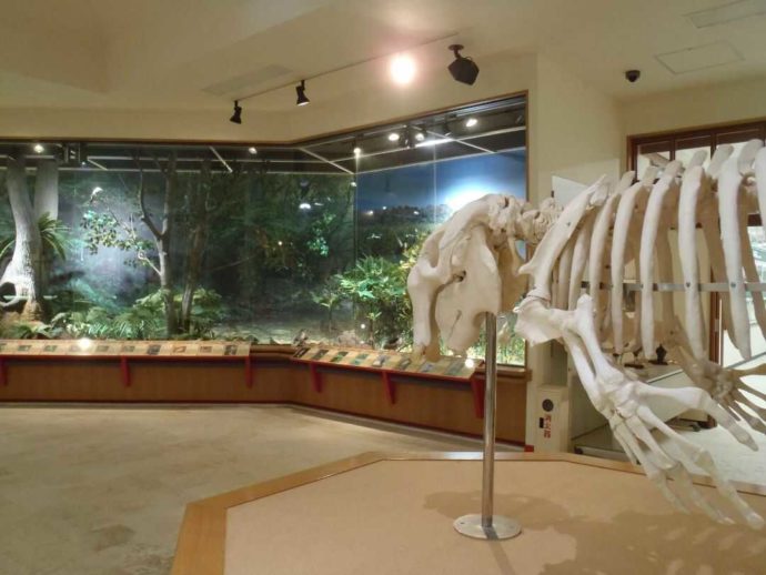 ジュゴンの骨格標本とジオラマ展示