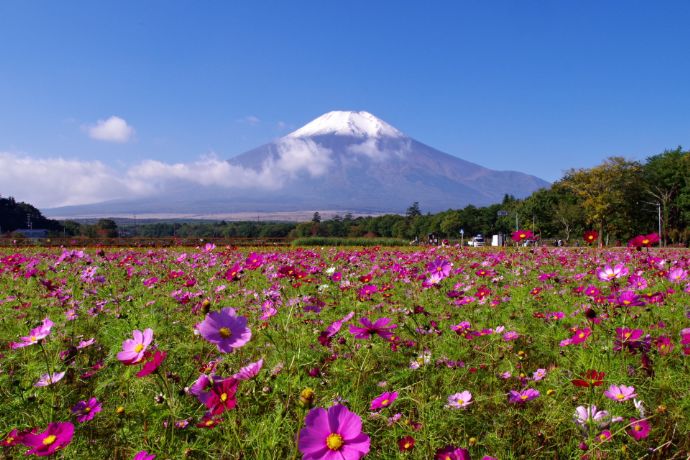 富士山の麓に咲き誇るコスモス