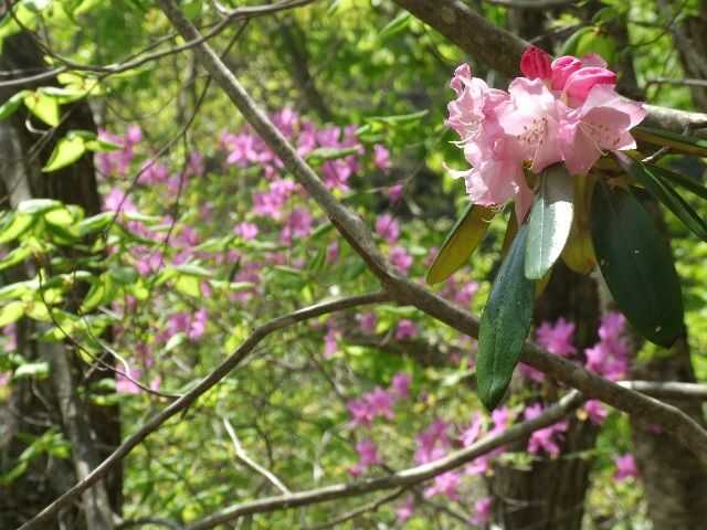 山梨市森林セラピーで訪れる西沢渓谷に咲くシャクナゲ