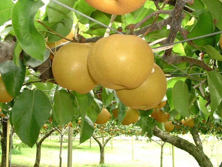 うきは果樹の村観光農園やまんどんで収穫できる果物はどんな品種のものですか