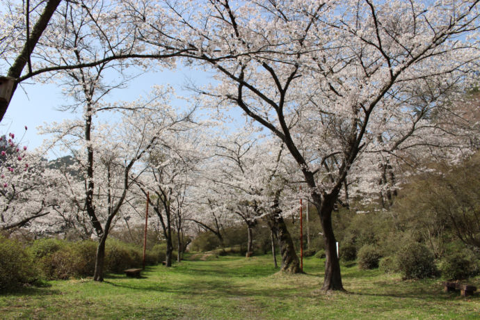 矢祭山公園の桜