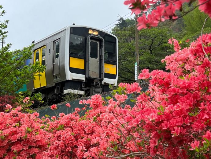 JR水郡線の電車と、咲き誇るツツジ