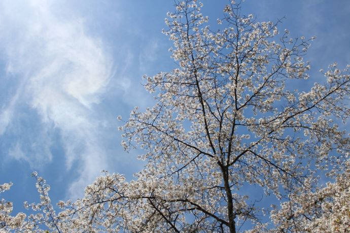 八ヶ岳美術館(原村歴史民俗資料館)の駐車場に咲く桜