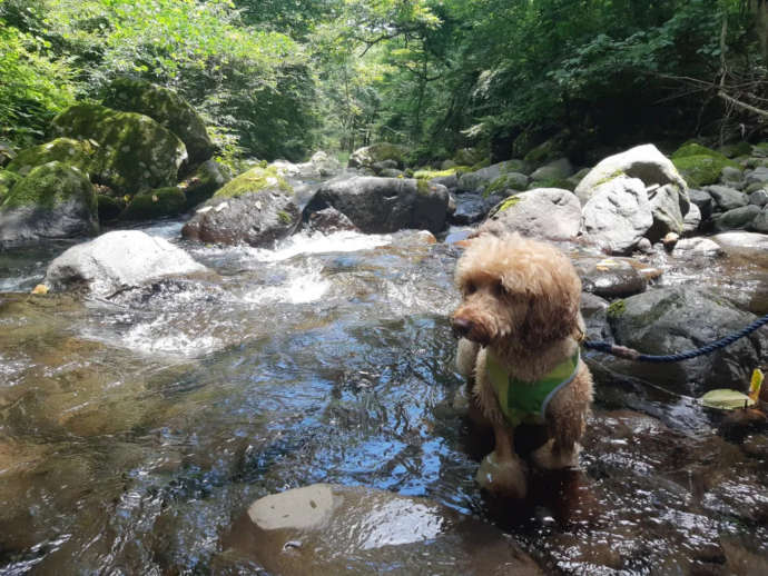 八ヶ岳アウトドア・アクティヴィティーズのトレッキング中に川遊びをする犬の写真