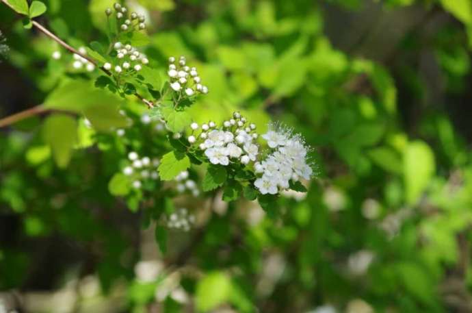 八ヶ岳に咲く白い小花の写真