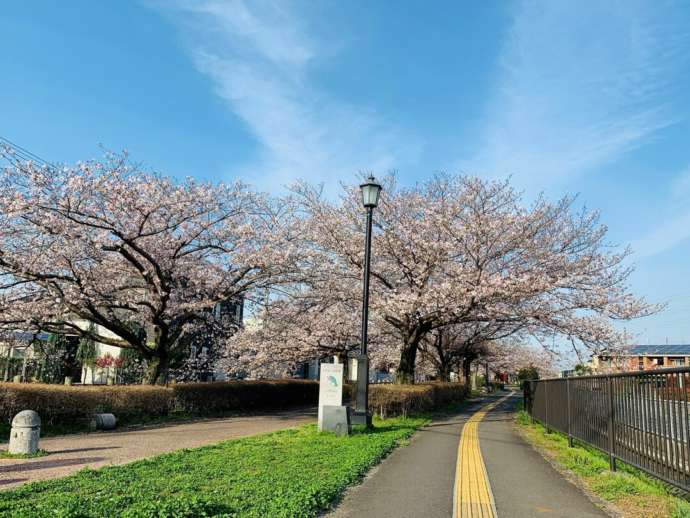 八代市の「八代緑の回廊線（通称チャリンコロード）」の桜並木