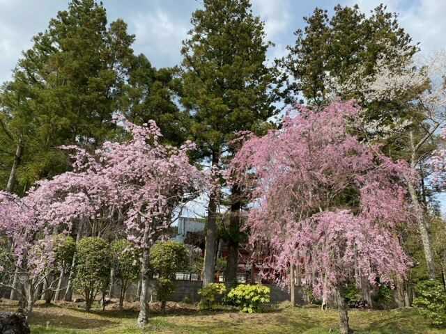 櫻池院の桜