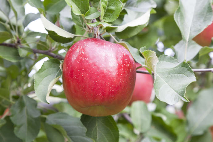 北海道余市町で栽培されているりんご