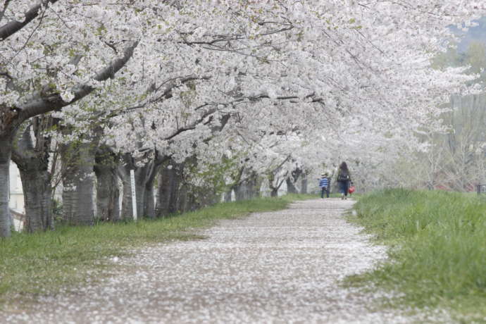 北海道余市町に流れる余市川の桜並木