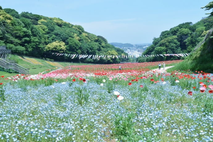 横須賀市にある「くりはま花の国」に咲くネモフィラ