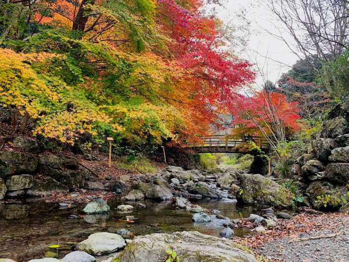 日本の里の紅葉の様子