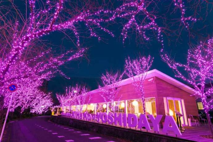 佐賀県嬉野市の旅館吉田屋に併設されている「RestaurantCafe&Shop kihaco」と冬桜イルミネーション