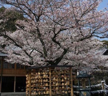 岡山県倉敷市にある瑜伽山蓮台寺の桜