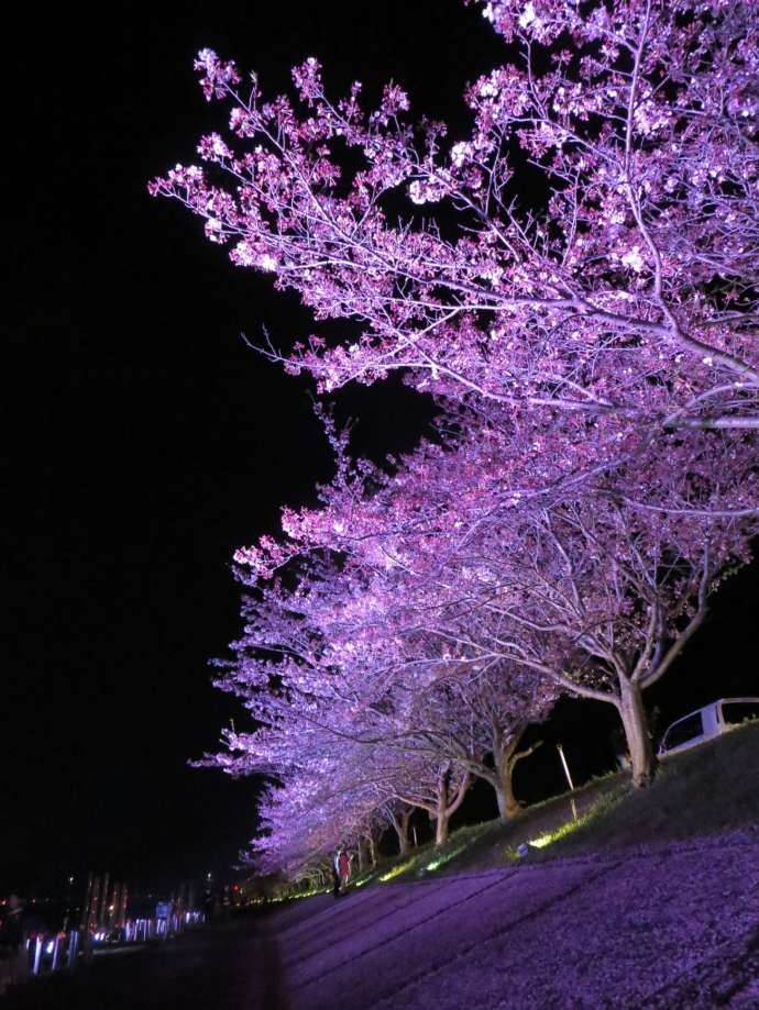 夜にライトアップされた桜並木