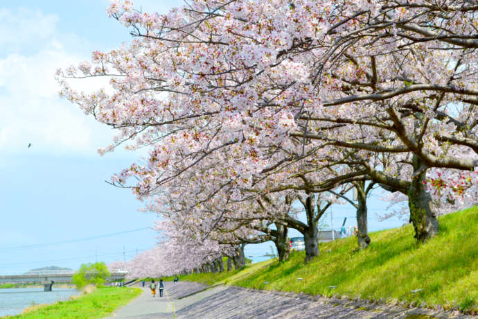 満開の桜が咲く今川河畔