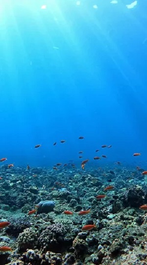 「悠久」のシュノーケリング体験で見られるサンゴや熱帯魚