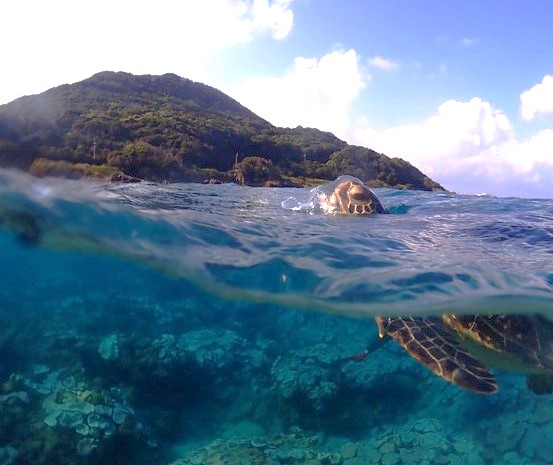 屋久島ダイビングガイド夢心地のアクティビティで遭遇したウミガメ