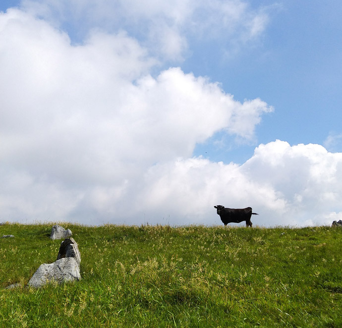 梼原町の四国カルスト高原で放牧されるカルスト牛