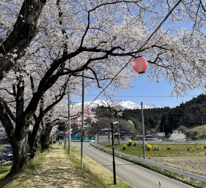 中山河川公園の桜並木