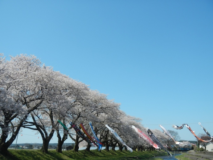 中山河川公園桜まつりで行われる鯉のぼりの川渡し