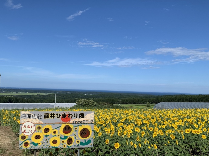 藤井ひまわり畑の風景