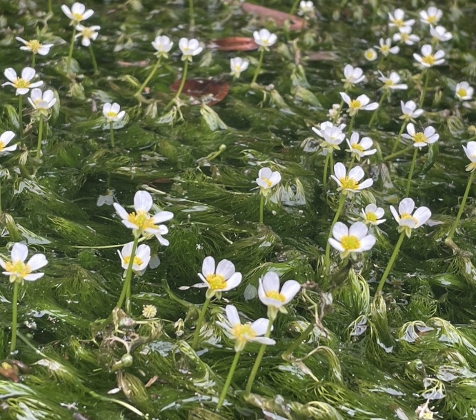 牛渡川に咲く梅花藻