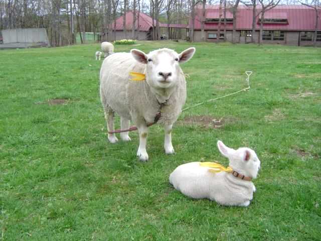 宮城県刈田郡蔵王町の「蔵王酪農センター」で飼われている羊