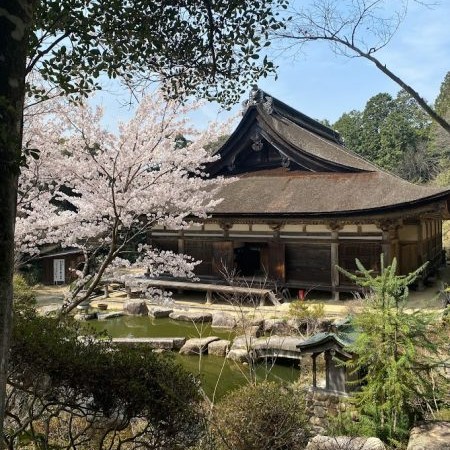 桜の季節の善水寺本堂