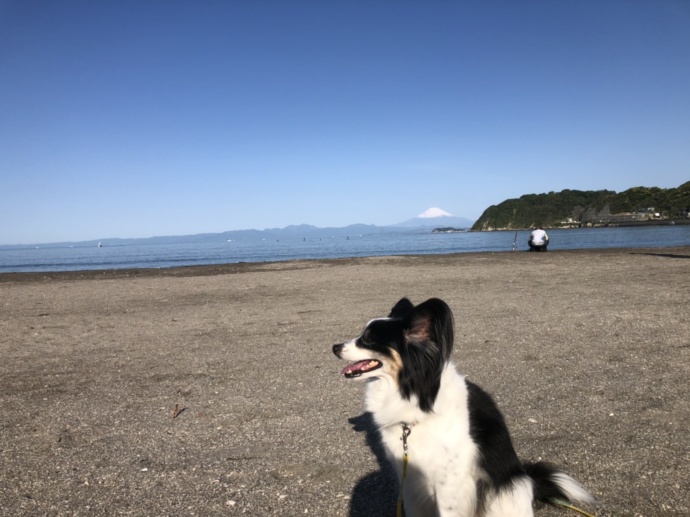 逗子海岸と犬