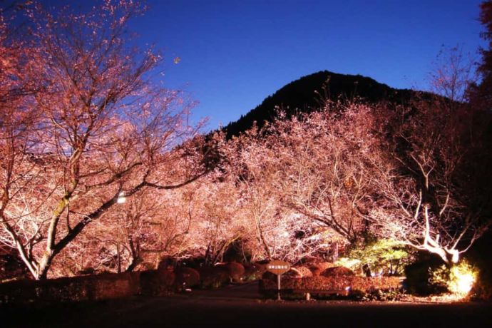 城峯公園のライトアップされた冬桜