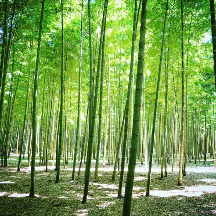 栃木県宇都宮市の若山農場の竹林