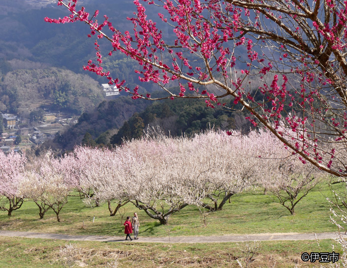 伊豆市の梅や桜が見られる場所の様子
