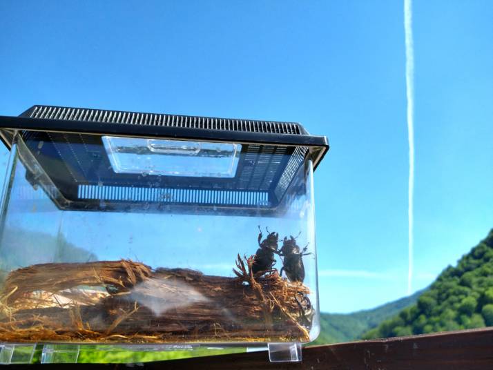 長野県北安曇郡小谷村にある雨飾高原キャンプ場で採った虫