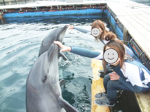 静岡県伊東市にあるドルフィンファンタジー伊東でイルカにタッチしている参加者たち