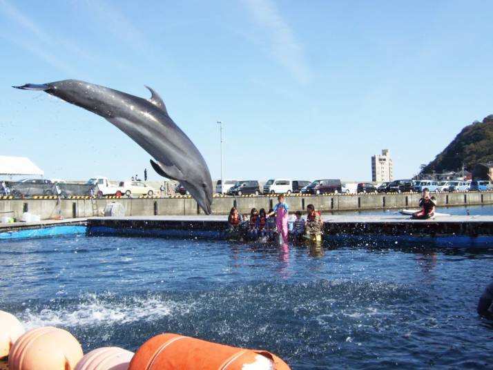 静岡県伊東市にあるドルフィンファンタジー伊東でイルカがジャンプしているところ