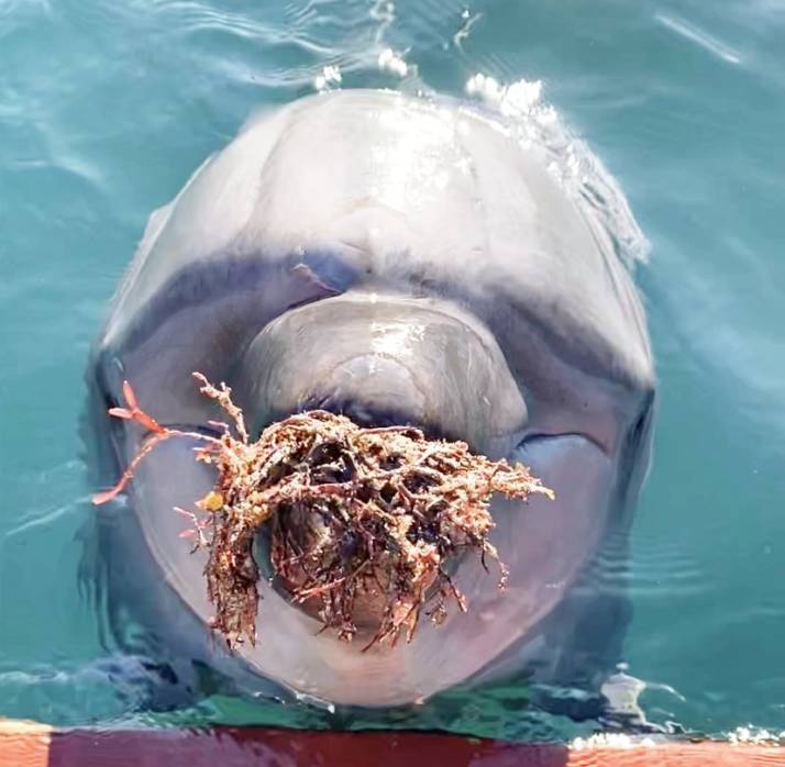 静岡県伊東市にあるドルフィンファンタジー伊東のイルカがエサを食べている様子