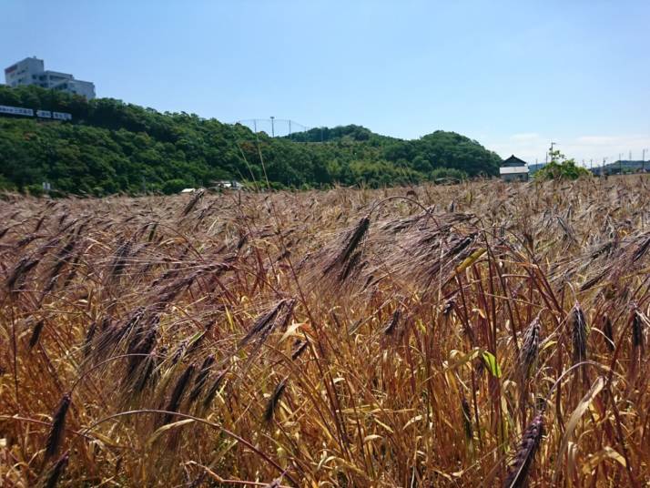 「道の駅 藤川宿」付近の「むらさき麦畑」