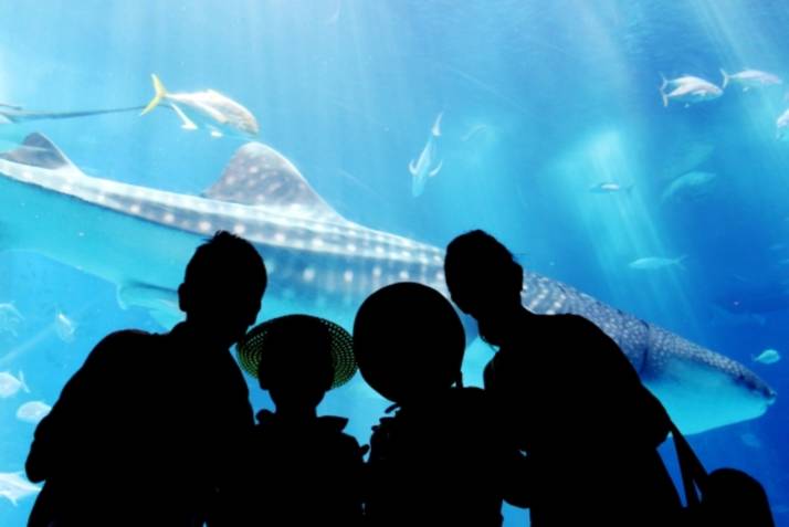 「フクギテラス」に至近の「沖縄美ら海水族館」